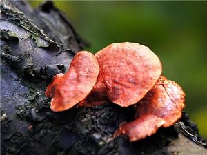 【源宇生物科技】為什么破壁靈芝孢子粉小孩不能吃？
